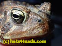 /home//u458753944/public_html/sourcegallery///////////////////////Roxborough Toad Detour/2013-2019/2017/P4050675.JPG